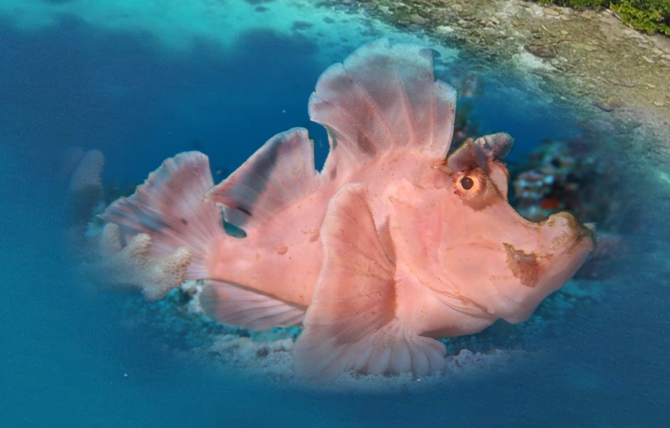 Lembeh Non-Limit & Hausriff-Highlight